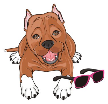 şirin kahverengi pitbull