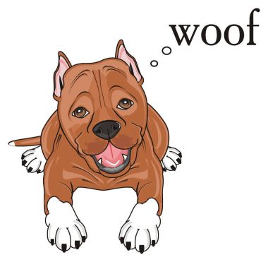 şirin kahverengi pitbull