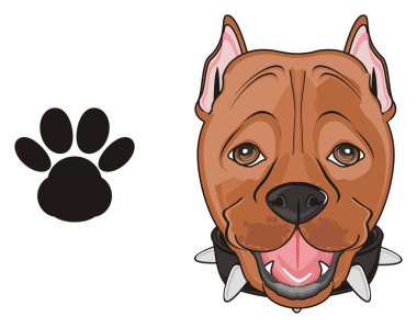 şirin kahverengi pitbull