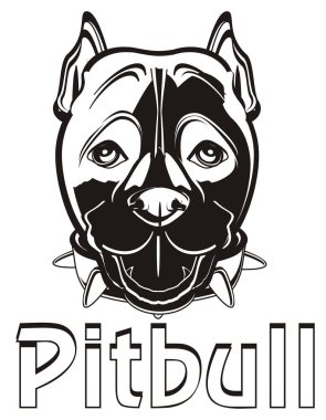 şirin burun pitbull