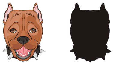 şirin kahverengi pitbull