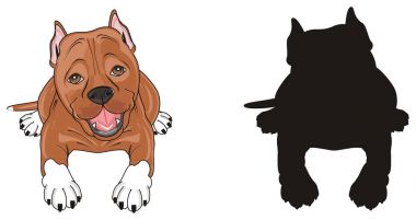 şirin kahverengi pitbull