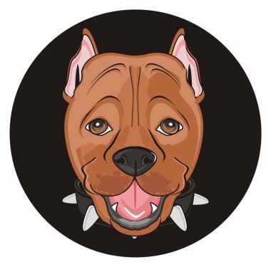 şirin kahverengi pitbull