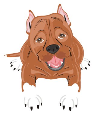 şirin kahverengi pitbull