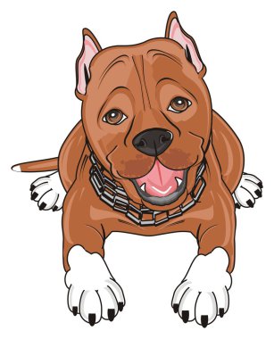 şirin kahverengi pitbull