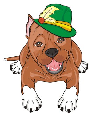 şirin kahverengi pitbull