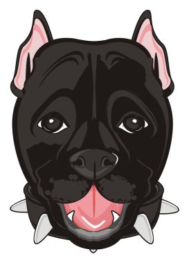 sevimli siyah pitbull