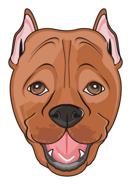 şirin kahverengi pitbull