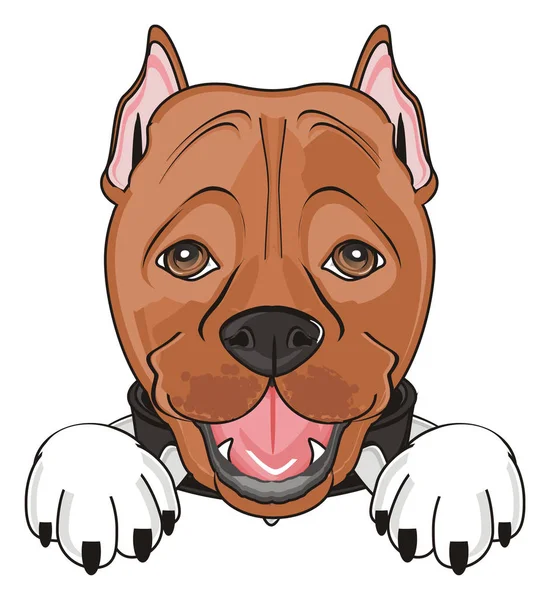 şirin kahverengi pitbull