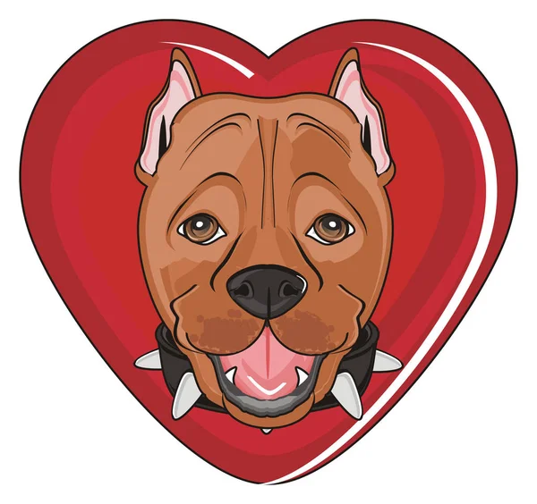 şirin kahverengi pitbull