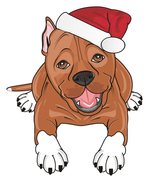 şirin kahverengi pitbull