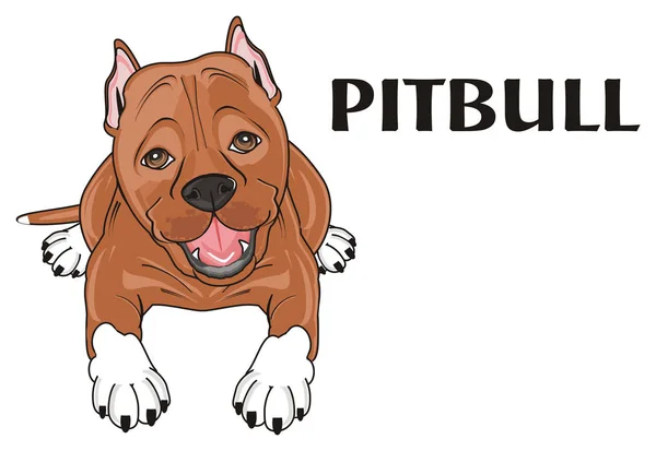 Niedlicher brauner Pitbull — Stockfoto