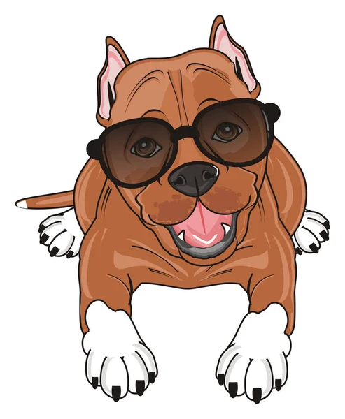 şirin kahverengi pitbull