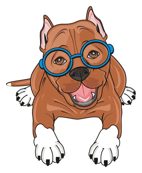 Cute brown pitbull — Stock Photo, Image