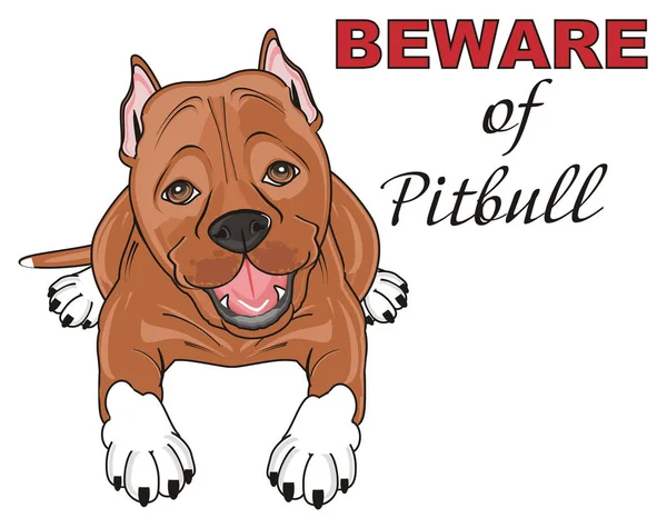 Cute brown pitbull — Stock Photo, Image