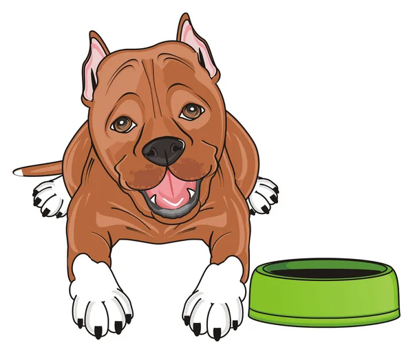 Cute brown pitbull — Stock Photo, Image