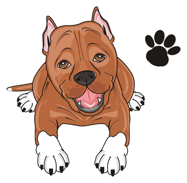 Cute brown pitbull — Stock Photo, Image