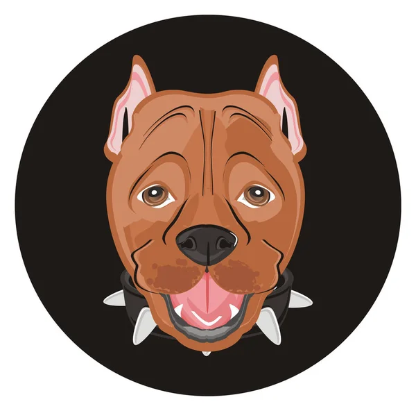 Søt, brun pitbull – stockfoto