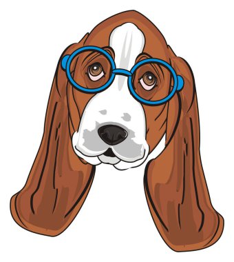 Şirin Basset Hound