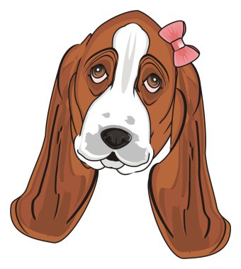 Şirin Basset Hound