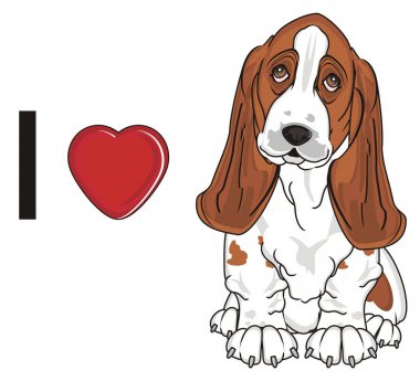 Şirin Basset Hound