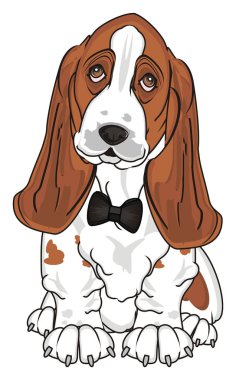 Şirin Basset Hound