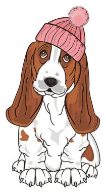 Şirin Basset Hound