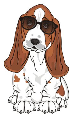 Şirin Basset Hound