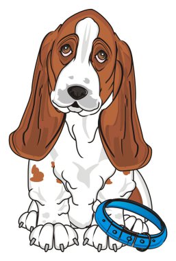 Şirin Basset Hound
