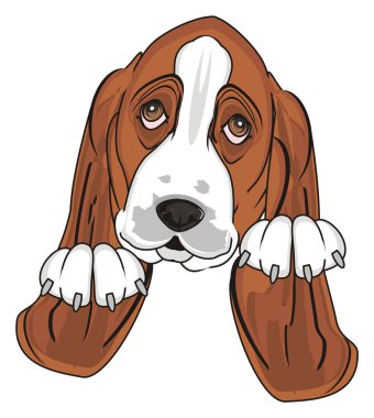 Şirin Basset Hound