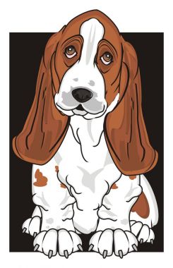Şirin Basset Hound