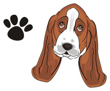 Şirin Basset Hound