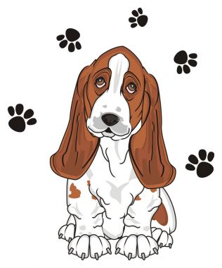 Şirin Basset Hound