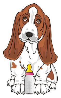 Şirin Basset Hound