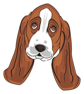 Şirin Basset Hound