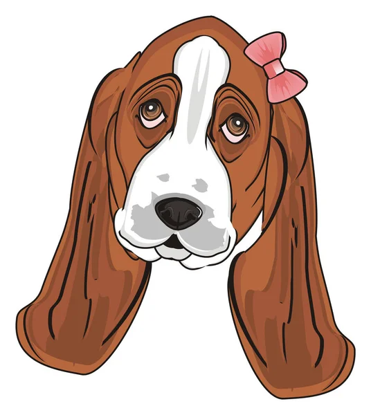 Aranyos Basset Hound — Stock Fotó