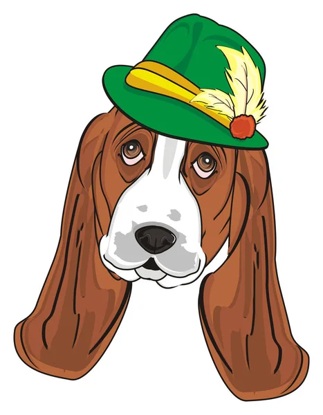 Cute basset hound — Stock Photo, Image