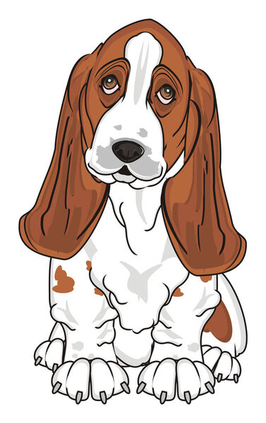 cute basset hound