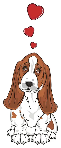 Aranyos Basset Hound — Stock Fotó