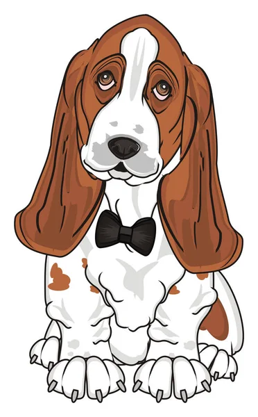 Söta Basset Hound — Stockfoto