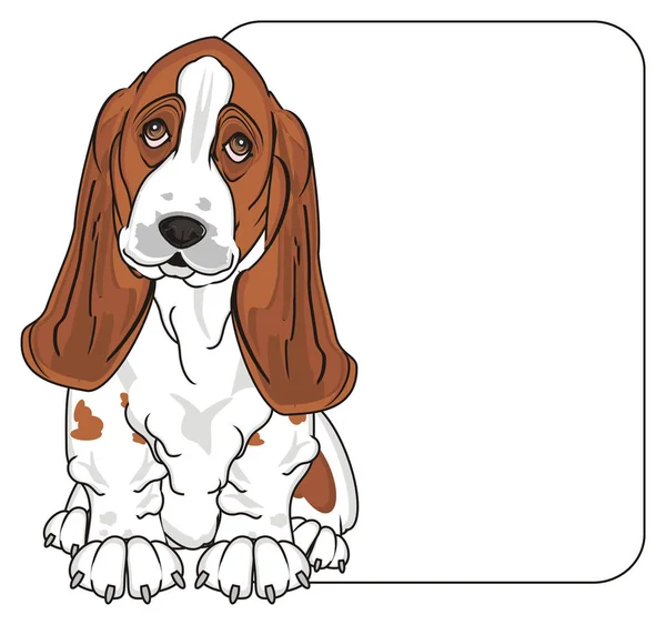 Schattig Basset Hound — Stockfoto