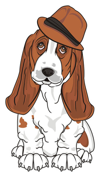 cute basset hound