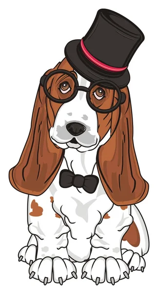 Schattig Basset Hound — Stockfoto