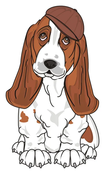 Söta Basset Hound — Stockfoto