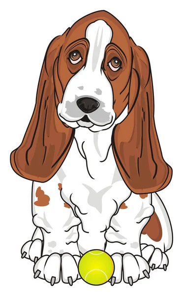 Schattig Basset Hound — Stockfoto