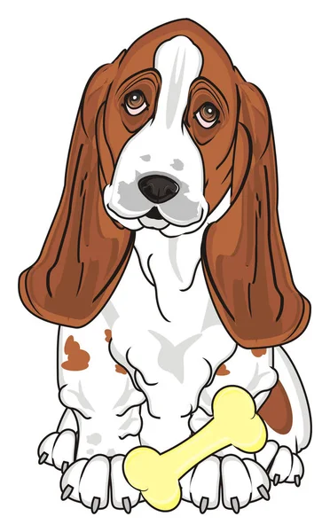 Schattig Basset Hound — Stockfoto