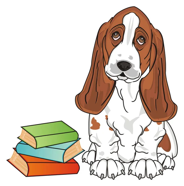 Lindo Basset Hound — Foto de Stock