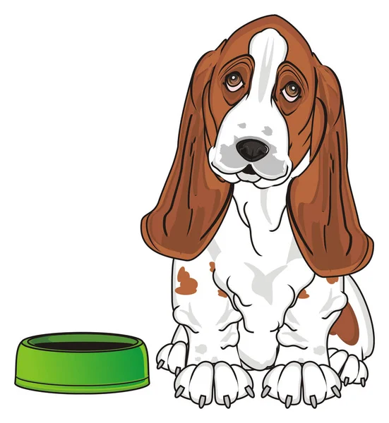 Lindo Basset Hound —  Fotos de Stock