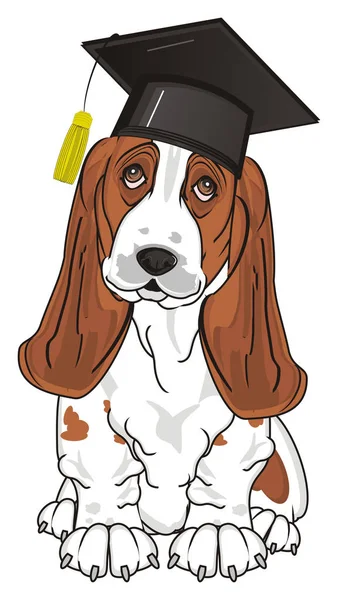 Schattig Basset Hound — Stockfoto