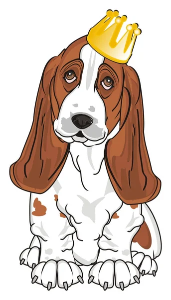 Schattig Basset Hound — Stockfoto